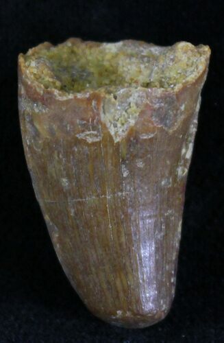 Cretaceous Fossil Crocodile Tooth - Morocco #25950